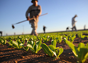 APRES Technical Sourcing - SECTORS: Agro-Processing